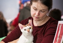 Кошачий конкурс красоты провели в ГДК 3 и 4 октября
