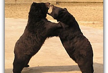 Царство, которое пониже 